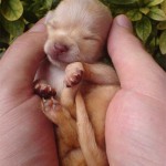 Compassion Puppy Hands